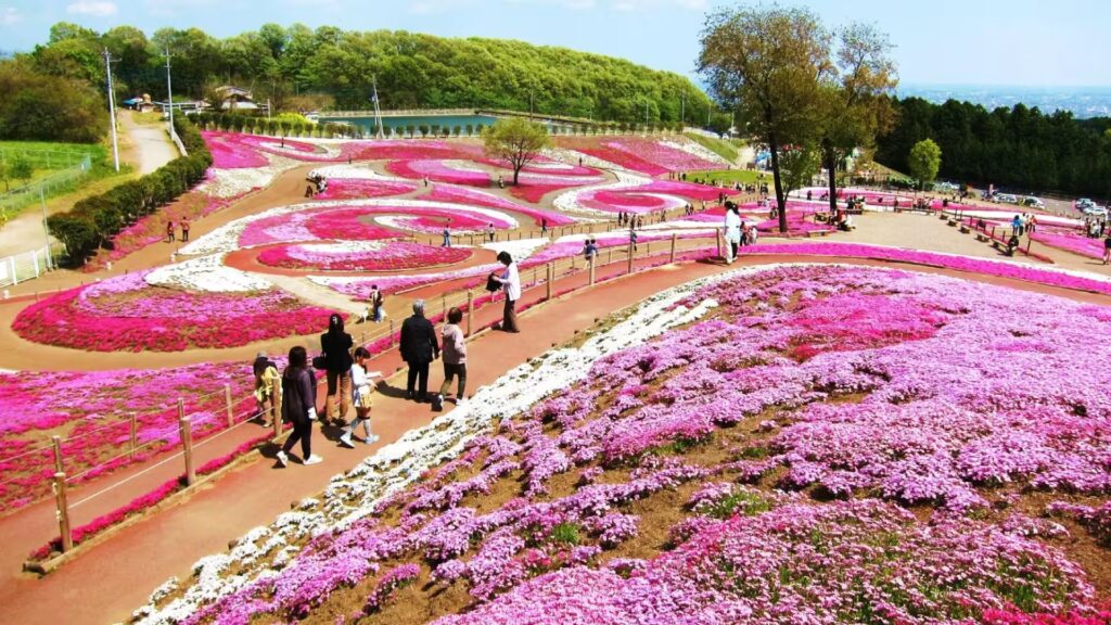 Vibrant Shibazakura Pink Moss at Misato Park