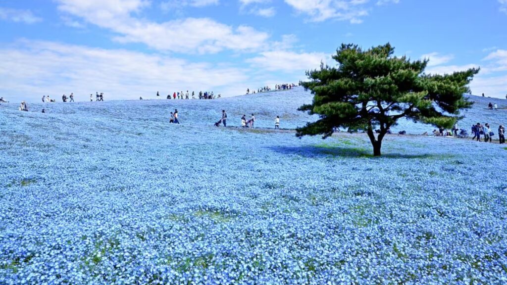 Seas of Blue Nemophila at Hitachi Seaside Park