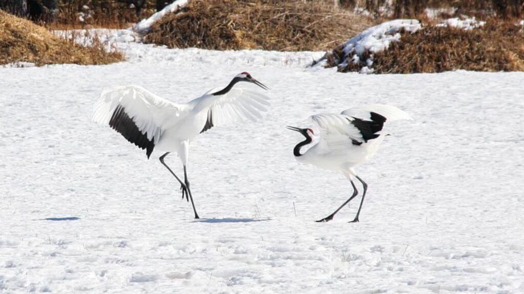 Kushiro Shitsugen National Park