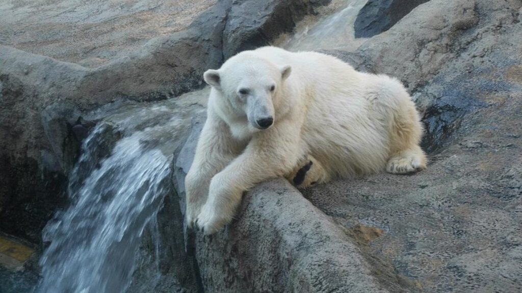 Asahiyama Zoo